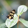 ITHOMIIDAE, Thyridia hippodamia